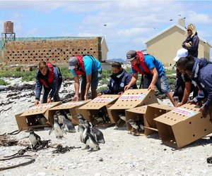 First African penguin chicks released